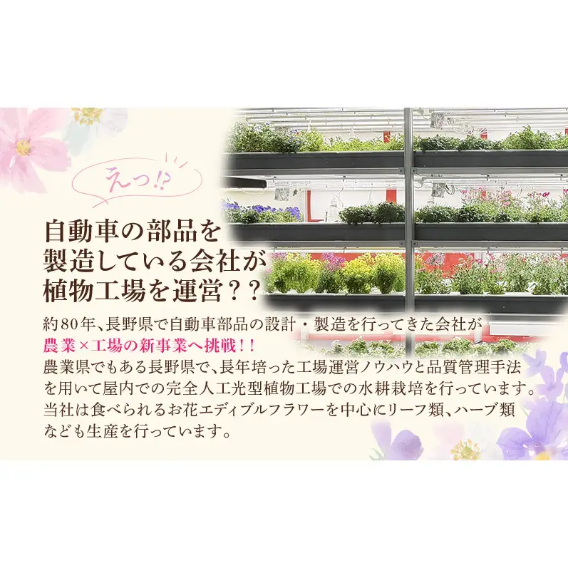 自動車部品メーカーが作った植物工場！エディブルフラワーの収穫体験付き工場見学（大人2名＋小学生以下2名まで）栽培期間中無農薬で育てたリーフ＆エディブルフラワーサラダカップのお土産付き 食用花 お花 サラダ 工場見学 体験 チケット