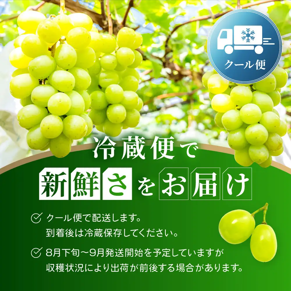 《先行予約 2026年8月下旬～9月発送》【勧修寺観光農園】不揃い訳あり 京都市産 シャインマスカット 1kg｜シャインマスカット 人気