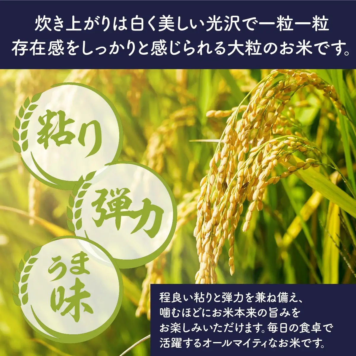 令和7年産 千葉県産 粒すけ 20kg  ／千葉県産 多古町 粒すけ 米 精米 こめ 甘み 粘り 訳あり 送料無料 TAKA009