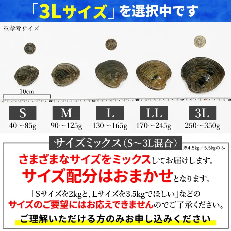 漁師直送！活ホンビノス貝5.5kg（3Lサイズ）