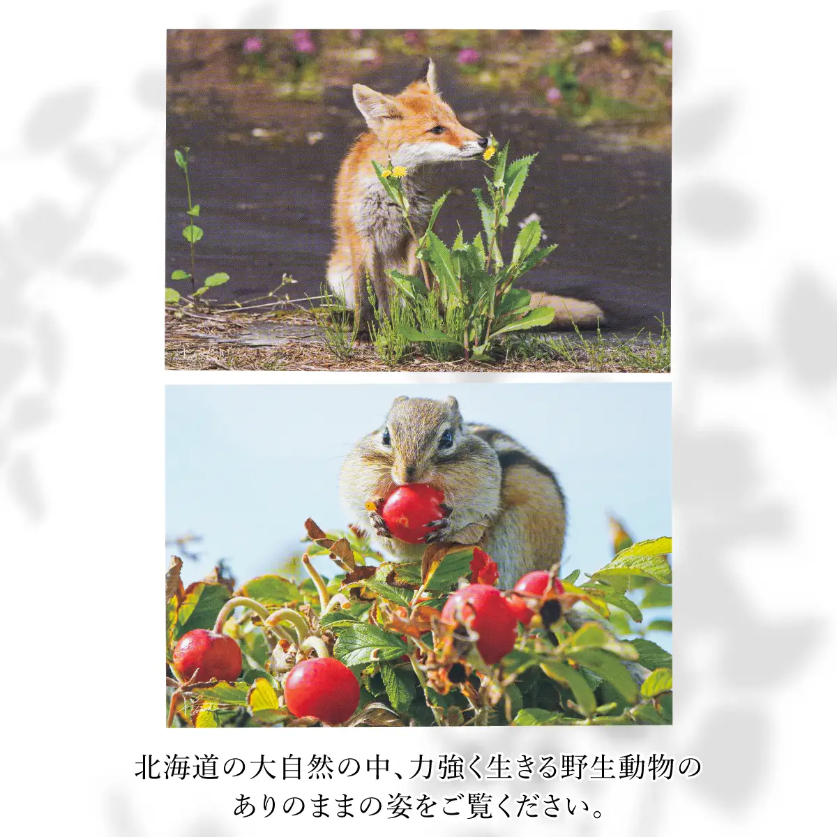 【野生塾　泊和幸】ポストカードセット　里山の宇宙（動物）