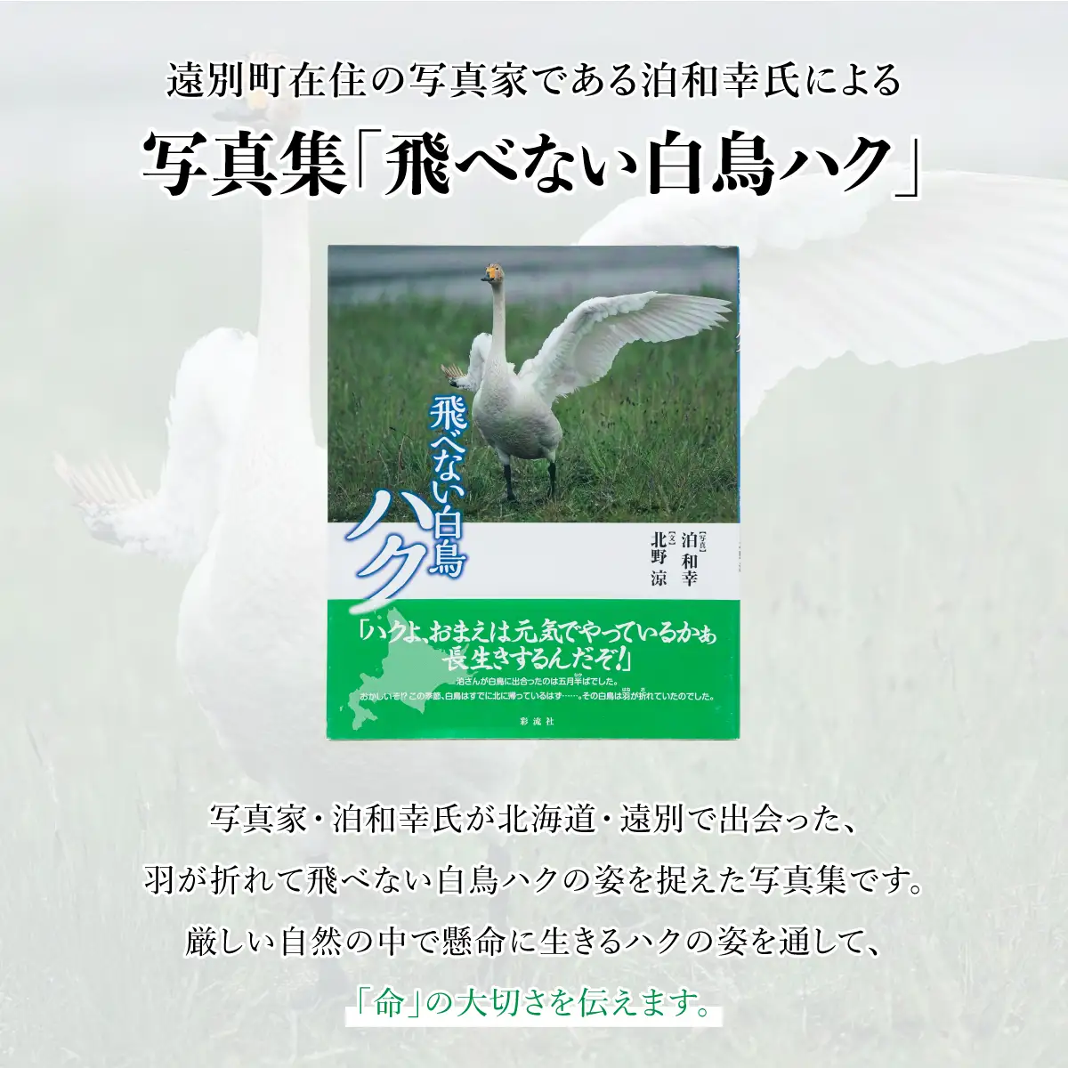 【写真集】飛べない白鳥ハク　彩流社　【野生塾　泊和幸】