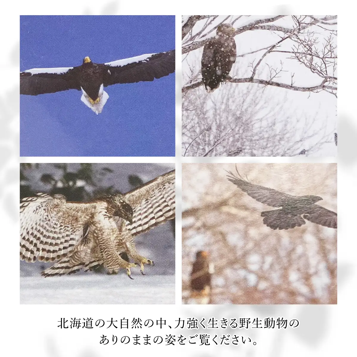 【野生塾　泊和幸】ポストカードセット　里山の宇宙（野鳥）
