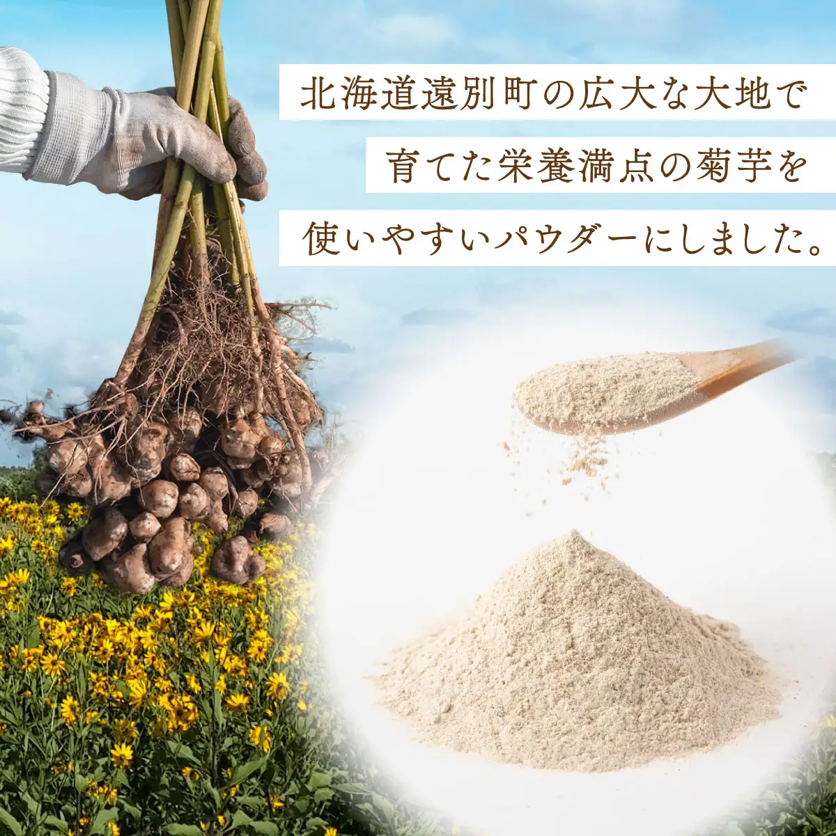 【北海道　遠別町産】菊芋パウダー 100g×５袋　イヌリンが豊富！スーパーフード　健康食品
