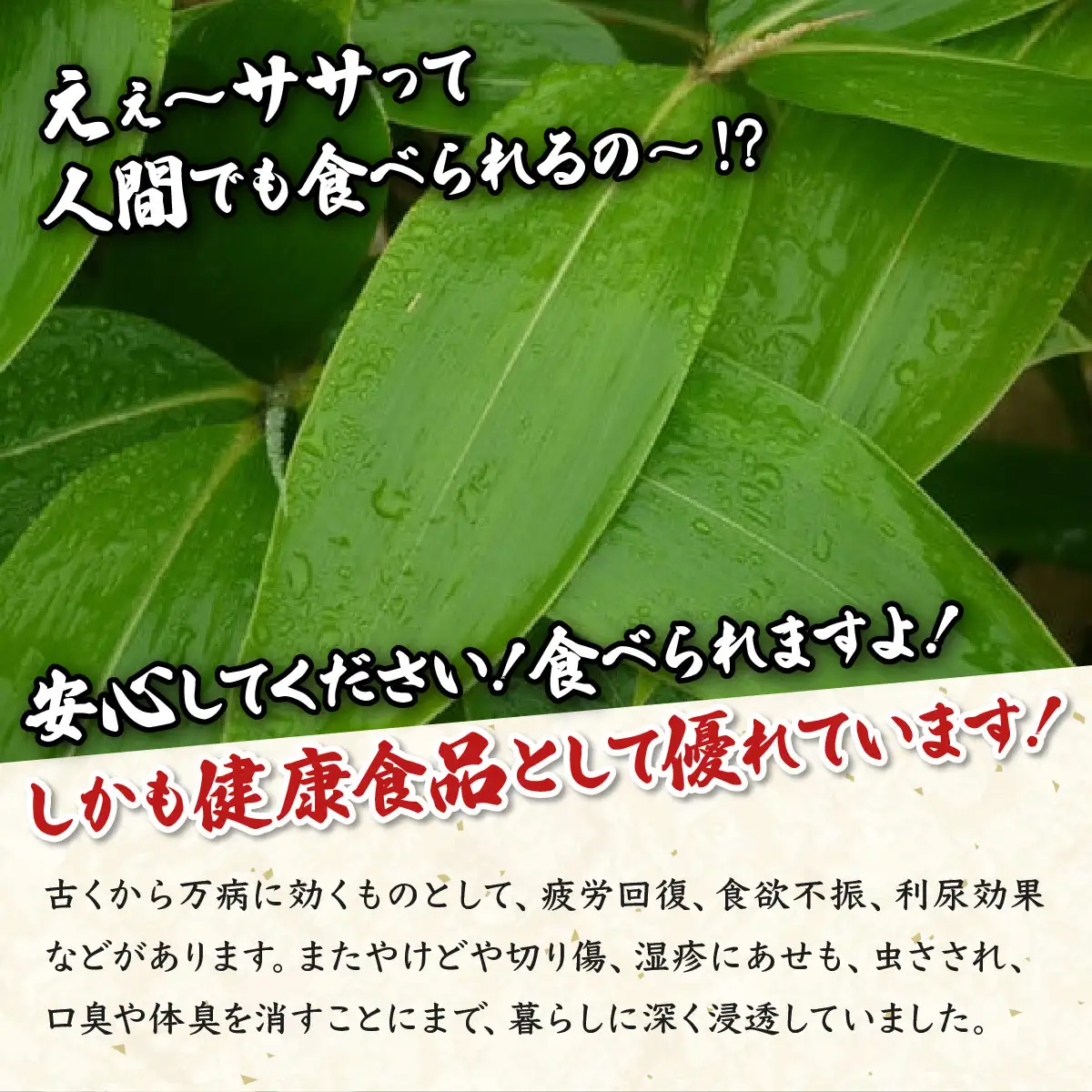 クマイザサ使用　笹青汁（１缶126ｇ）　健康食品　疲労回復　食欲不振　抹茶　ヘルシー　青汁　笹　北海道　遠別町　熊笹　隈笹　クマザサ　クマイ笹　九枚笹