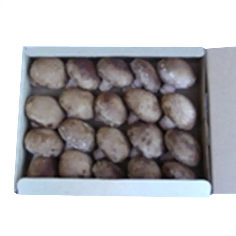 金の椎茸【菌床】「大王」1kg F2Y-4657