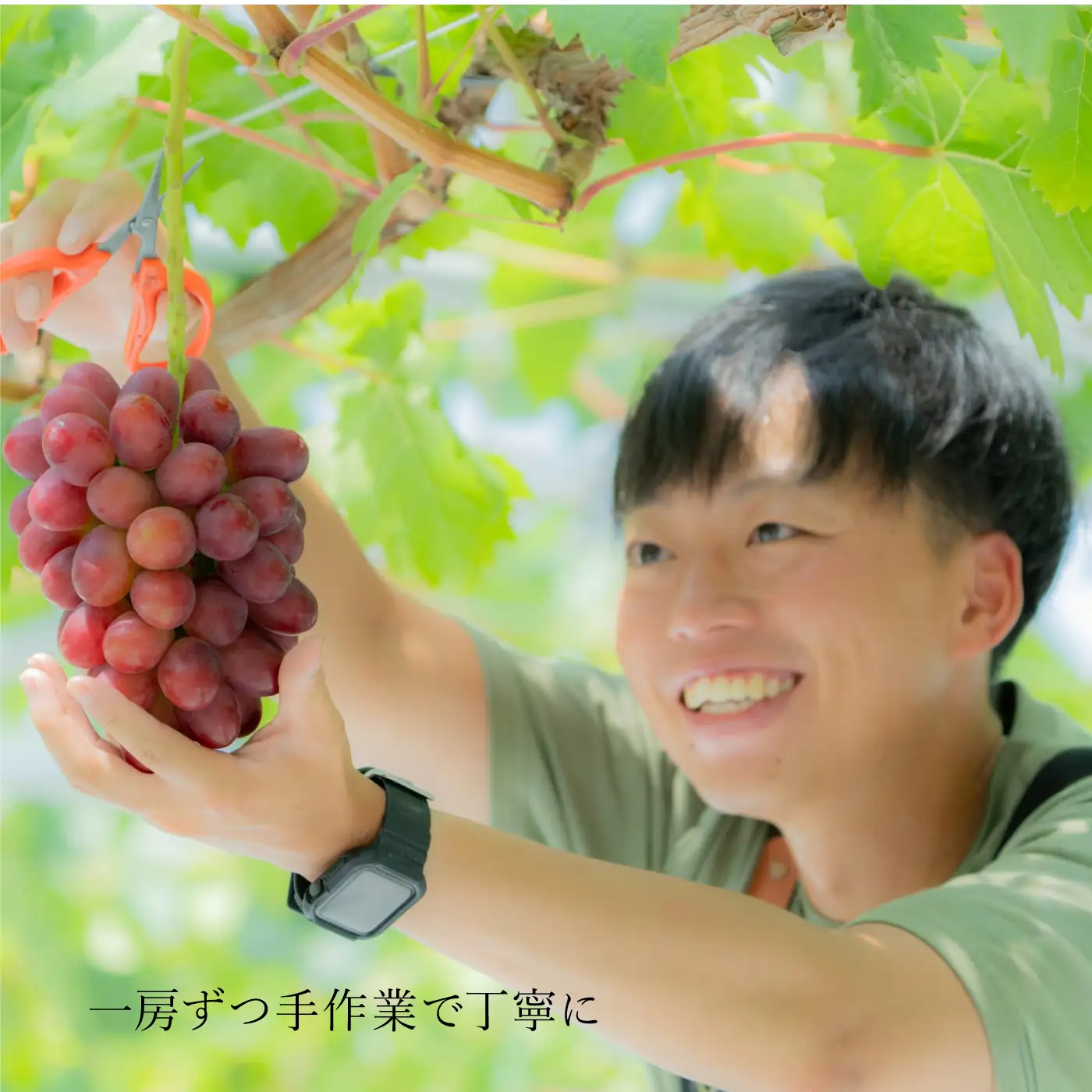 【朝採直送】島根県限定栽培“幻の赤ぶどう”神紅（しんく）” 園長厳選 糖度20度以上、1房 500g以上の大房