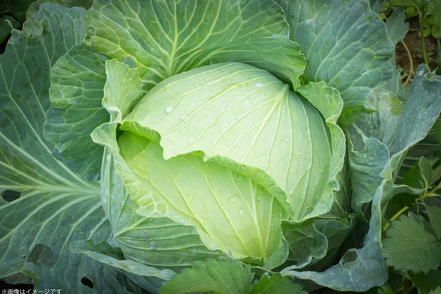 野菜 定期便 4回 【剣淵町産】 けんぶち定期便