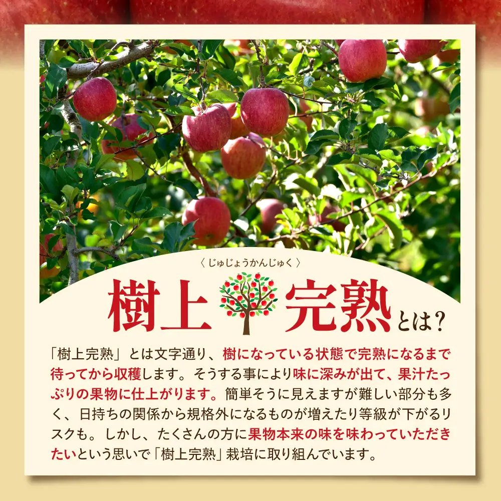 2026年産 樹上完熟ふじりんご 赤秀 5kg（16-20個）りんご