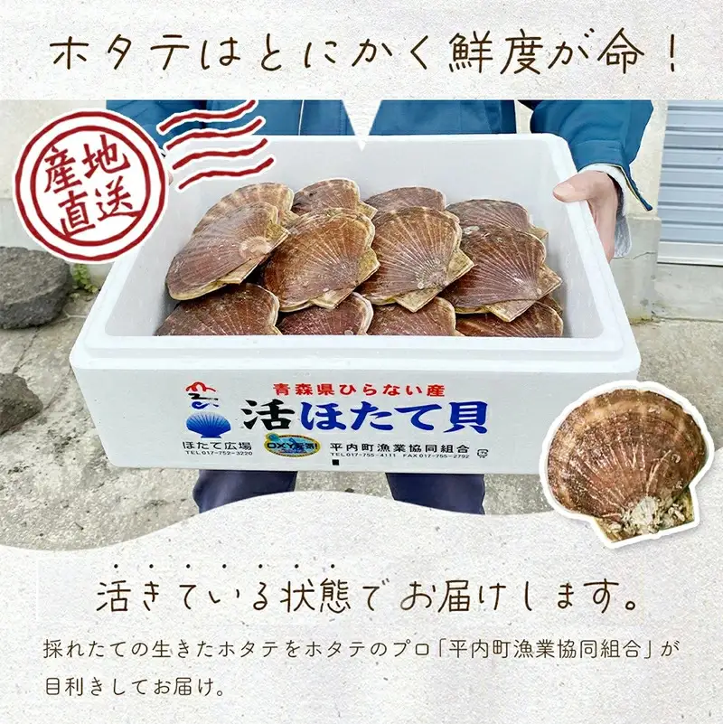 活ほたて 1kg入 1箱 【平内町漁業協同組合】 ホタテ ほたて 帆立 活ホタテ 人気 生ほたて 生ホタテ 刺身 貝 貝柱 殻付き 海鮮 新鮮 ほたて広場 魚介 青森県 平内町 東北 むつ湾 陸奥湾 漁協 BBQ バーベキュー キャンプ おすすめ F21J-384