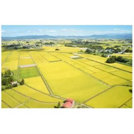 先行予約 令和8年産　山形県産 つや姫　無洗米4kg(2kg×2袋)【1753673】