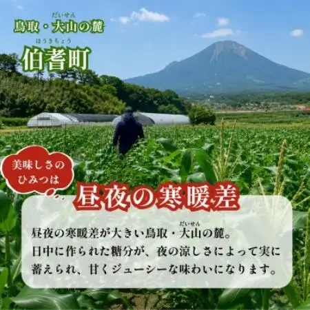 【朝採れ当日発送】大山スイートコーン10本|2L～3Lサイズ(約4kg)|ゴールドラッシュ【配送不可地域：離島・北海道・沖縄県・東北・信越、北陸】【1745547】