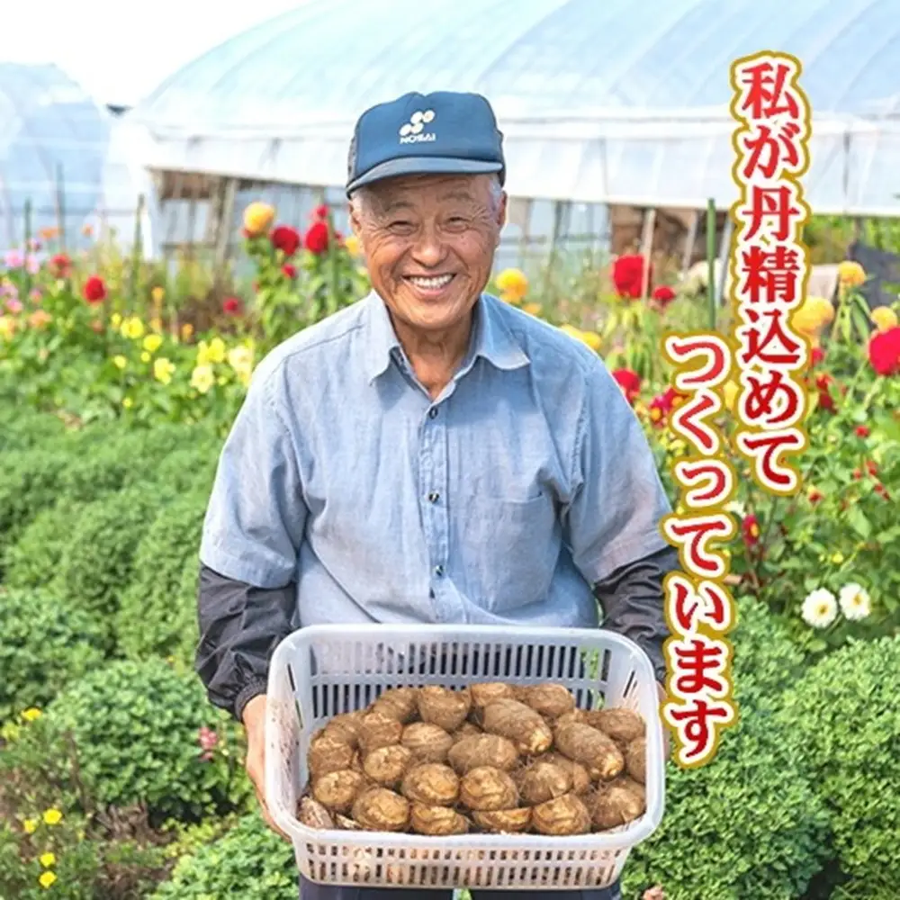 二子さといも 3kg以上！ 秋の味覚 ふたご さといも サトイモ 里芋 R8年9月中旬～発送予定【特産品！数量限定・期間限定】岩手県 北上市 C0164