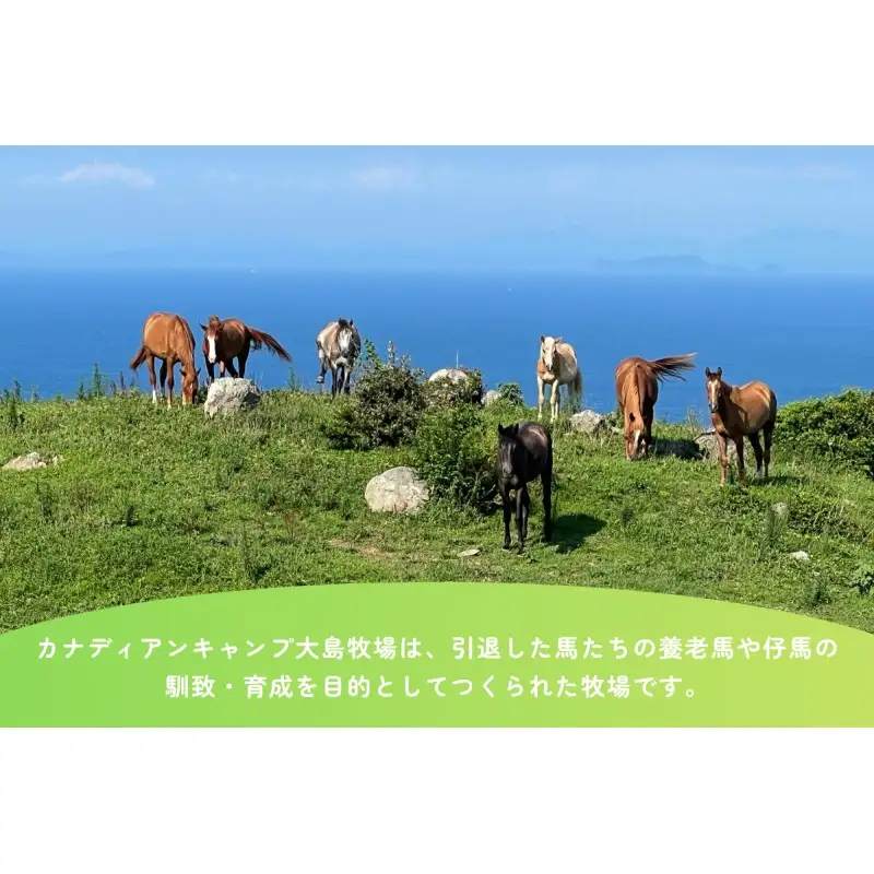 【返礼品なし】引退馬・仔馬の飼育支援 50,000円【カナディアンキャンプ乗馬クラブ】_HA2058 馬 仔馬 飼育支援 牧場 福岡県宗像市 宗像市 福岡 宗像