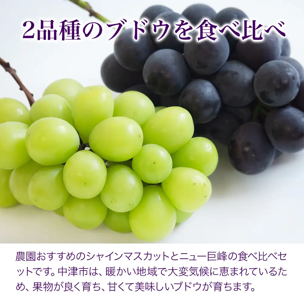 【先行予約】宮内果樹観光園のシャインマスカットとニュー巨峰 約1kg | フルーツ 果物 くだもの ぶどう ブドウ 葡萄 シャインマスカット マスカット 巨峰 セット 食べ比べ 産地直送 大分県 中津市