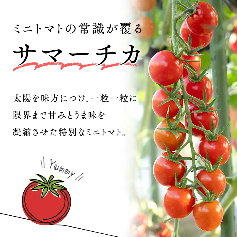 ミニトマト 6kg  サマーチカ