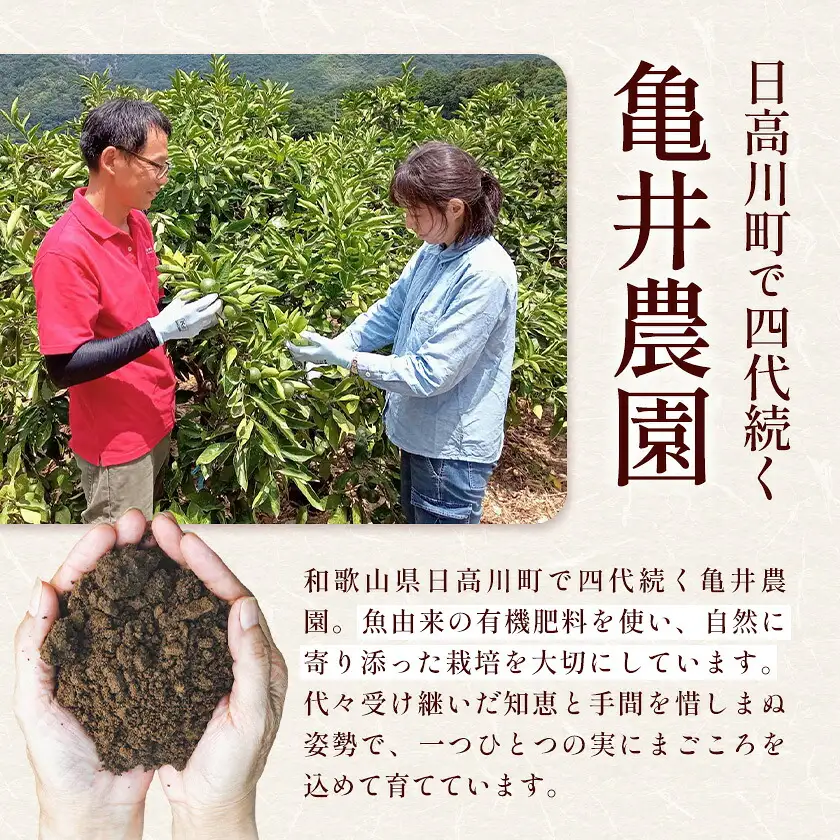温州みかん 10kg 訳あり品 亀井農園 みかん