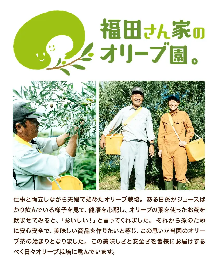 オリーブ 茶 パスタ 10袋 セット 福田さん家のオリーブ園。