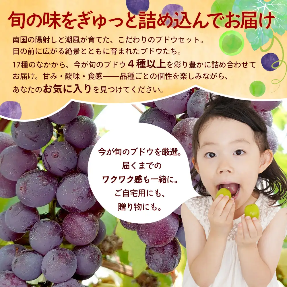 【期間限定!数量限定!】2026年7月下旬発送 旬のブドウ味くらべ約3kg (6～7房) TE710｜産地直送 旬 ブドウ 葡萄 ぶどう フルーツ 果物 くだもの 果実 食べ比べ 鹿児島県 南大隅町 有限会社ティエラ　
