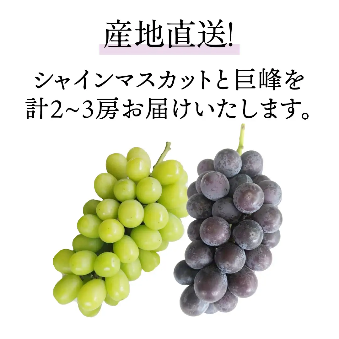 シャインマスカットと巨峰（種なし）約1.5kg（計2～3房）ご家庭用 (桜川市・石岡市共通返礼品) [FB018sa]