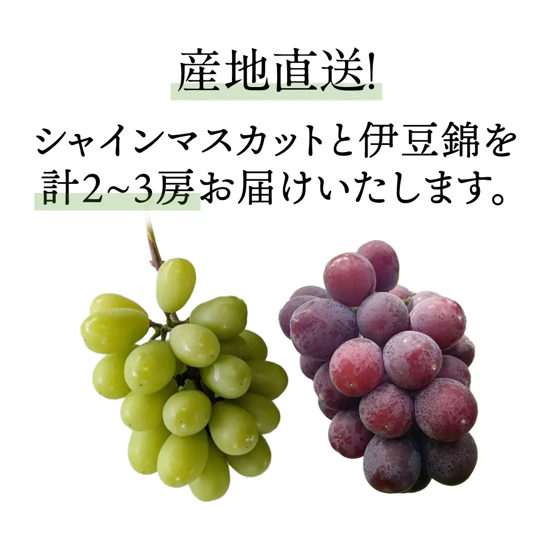 シャインマスカットと伊豆錦（種なし）約1.5kg（計2～3房）ご家庭用 (桜川市・石岡市共通返礼品) [FB020sa]