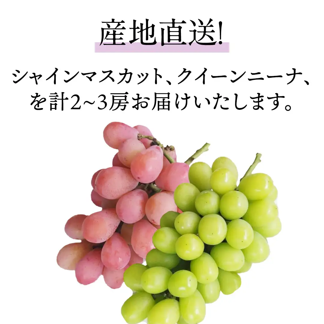 シャインマスカットとクイーンニーナ（種なし）約1.5kg（計2～3房）ご家庭用 (桜川市・石岡市共通返礼品) [FB021sa]