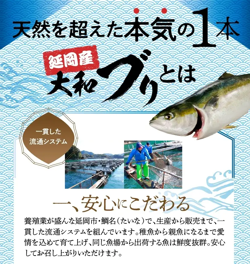 まるごと一本！大和ブリ 原魚約5kg N072-YC816