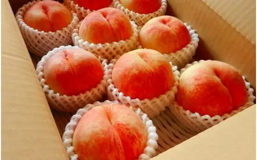 もも 8月 旬 の 白桃 3kg 山形 桃