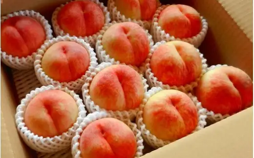 もも 9月 旬 の 白桃 4kg 山形 桃