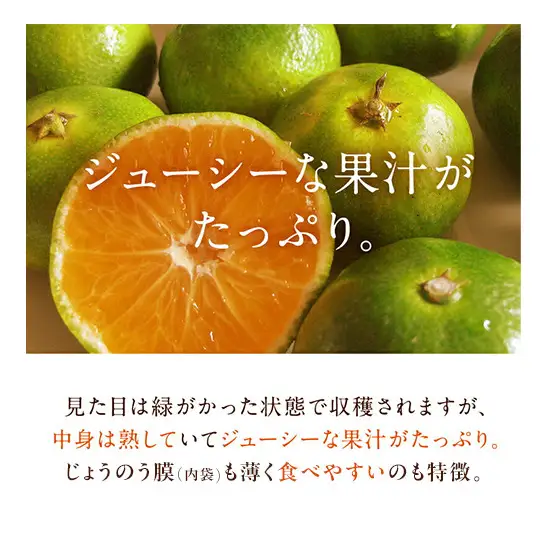 JAとぴあ浜松 極早生 ゆらみかん 約2kg (約20～30個) とぴあ みかん ゆら早生みかん ごくわせ 美味しい 静岡 浜松市
