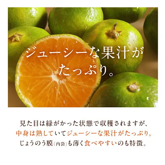 JAとぴあ浜松 極早生 ゆらみかん 約4kg (約40～50個) とぴあ みかん ゆら早生みかん ごくわせ 美味しい 静岡 浜松市