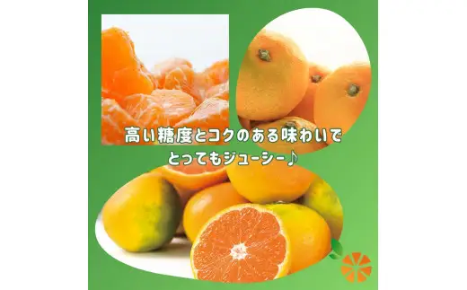 由良 みかん 5kg 【贈答用】 みかん 沼津 静岡