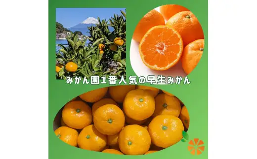 早生 みかん 5kg 【贈答用】 みかん 静岡 沼津