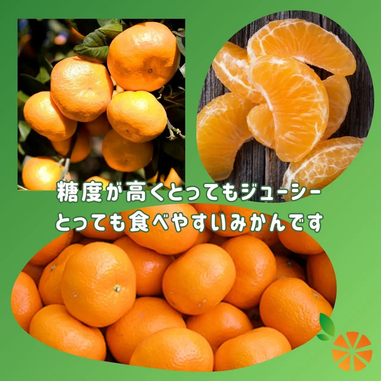 青島 みかん 3kg 【贈答用】 みかん 沼津 静岡