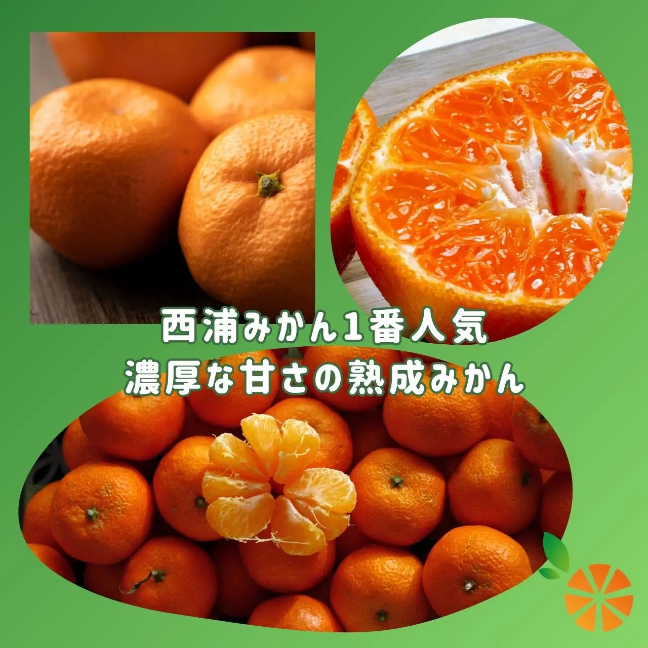 寿太郎 みかん 5kg 【贈答用】 みかん 静岡 沼津