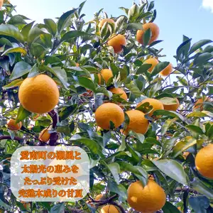 訳あり 甘夏 2kg +傷み補償分1割程度増量 甘夏 青果市場 愛媛県 愛南町