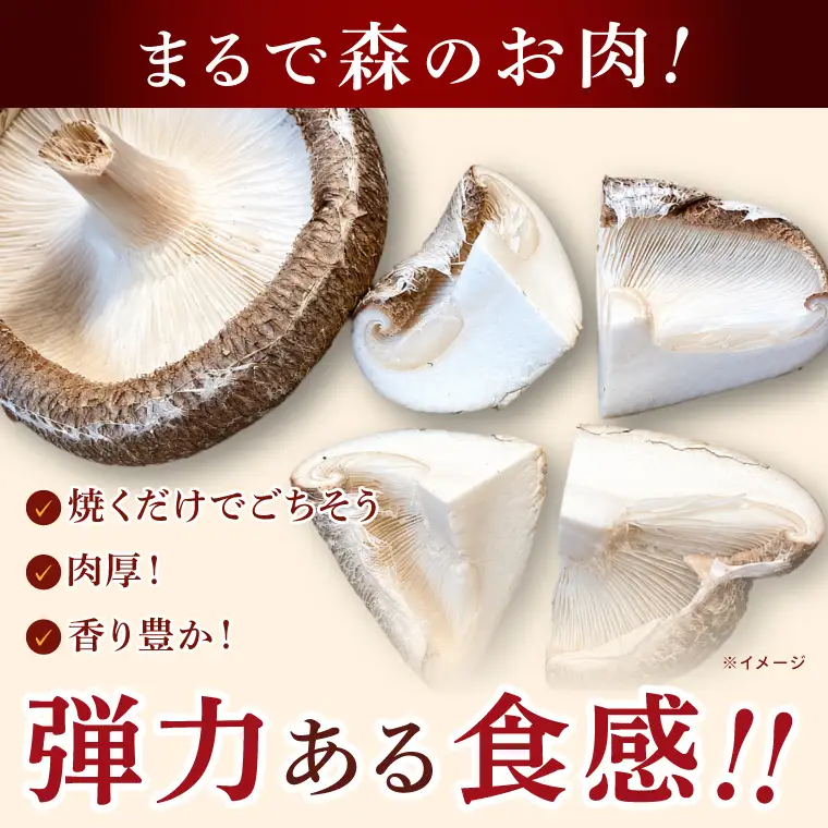 【10月下旬～3月下旬発送】茨城県水戸産 ジャンボ原木しいたけ 4個×2袋【生しいたけ 椎茸 シイタケ きのこ キノコ にく丸 希少 栄養豊富 水戸市 茨城県】（OD-1）