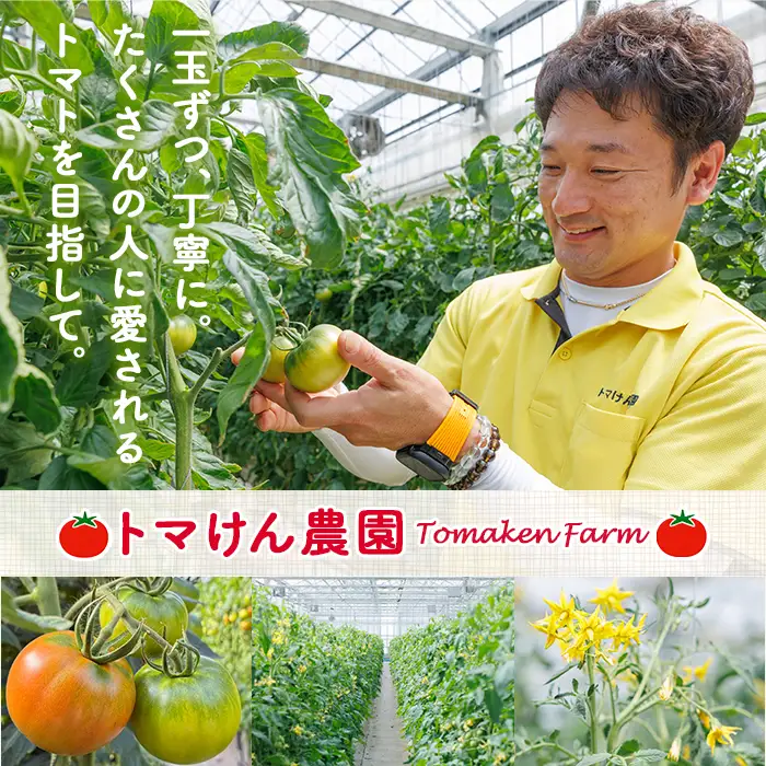 ＼全国トマト選手権 金賞＆特別賞受賞 ／＜先行予約受付中！2027年2～5月の間に発送予定＞トマけんのフルーツトマト 高糖度 トマト フルーツトマト サラダ 野菜 旬野菜 冷蔵 門川町産 宮崎県 門川町 【TK-01】【トマけん農園】