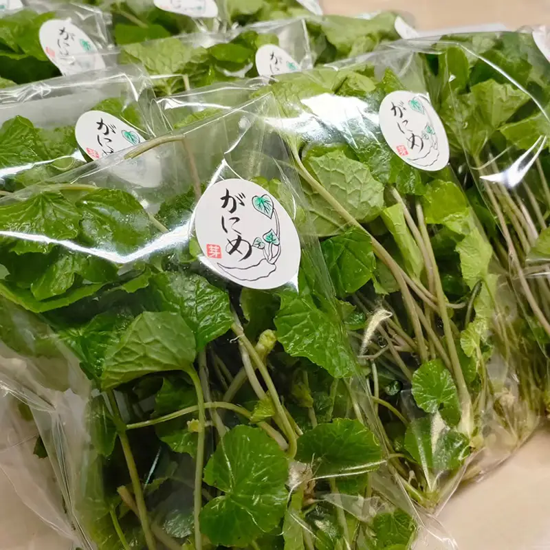 旬の相馬 がに芽わさび 約60g  薬味 野菜 食品 FAI-0044