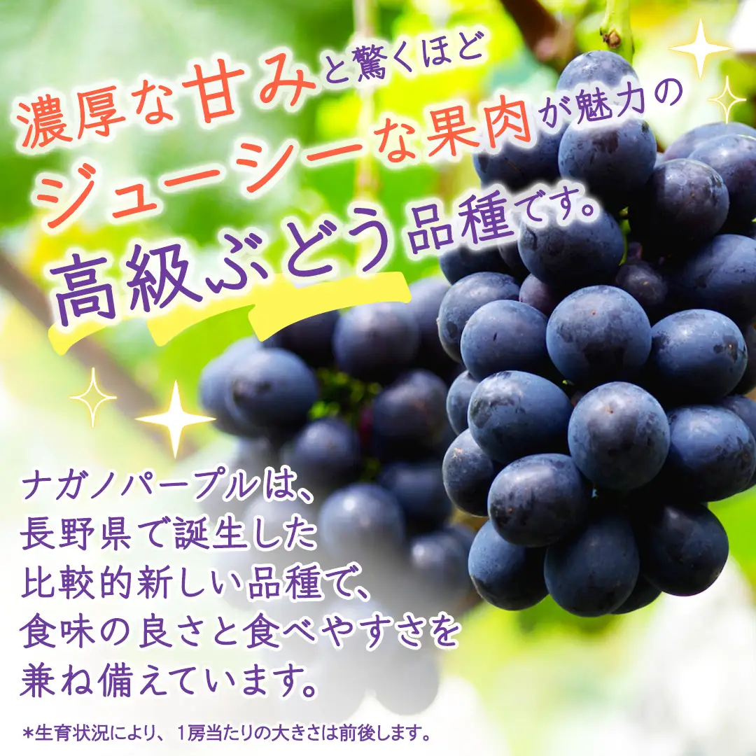 【定期便】3か月連続でお届け！ナガノパープル 約2kg （約4房）【2026年8月より発送開始】（茨城県共通返礼品 [ぶどう]：結城市産）