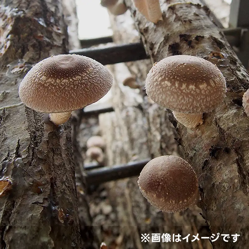 【先行予約】北海道今金町産 原木しいたけ栽培キット しいたけ原木1本 椎茸 シイタケ きのこ キノコ 野菜 採れたて F21W-593