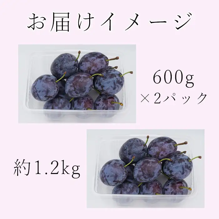 【2026年予約】信州 麻績村産 生プルーン 約 1.2kg 600g × 2パック フルーツ 果物 プルーン 産地直送 予約 麻績村 新返礼品 令和8年 収穫分 9月発送 9月上旬 9月中旬 受付 発送
