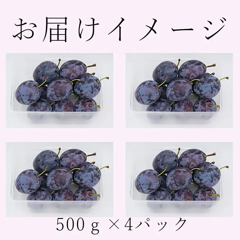 【2026年予約】信州 麻績村産 生プルーン 約 2kg 500g × 4パック フルーツ 果物 プルーン 産地直送 予約 麻績村 新返礼品 令和8年 収穫分 9月発送 9月上旬 9月中旬 受付 発送