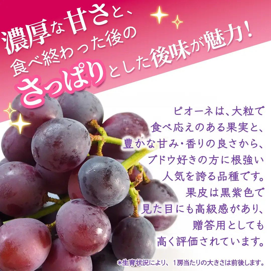【定期便】3か月連続でお届け！ピオーネ 約2kg （約4房）【2026年8月より発送開始】（茨城県共通返礼品 [ぶどう]：結城市産）