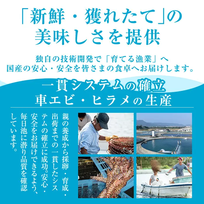 B-136-A ＜数量限定＞冷凍 車えび 約1kg 2Sサイズ(70尾～79尾・加熱用)【MBC開発】霧島市 冷凍 エビ えび 海老 車海老 くるまえび 加熱用 エビフライ 天ぷら おかず BBQ バーベキュー
