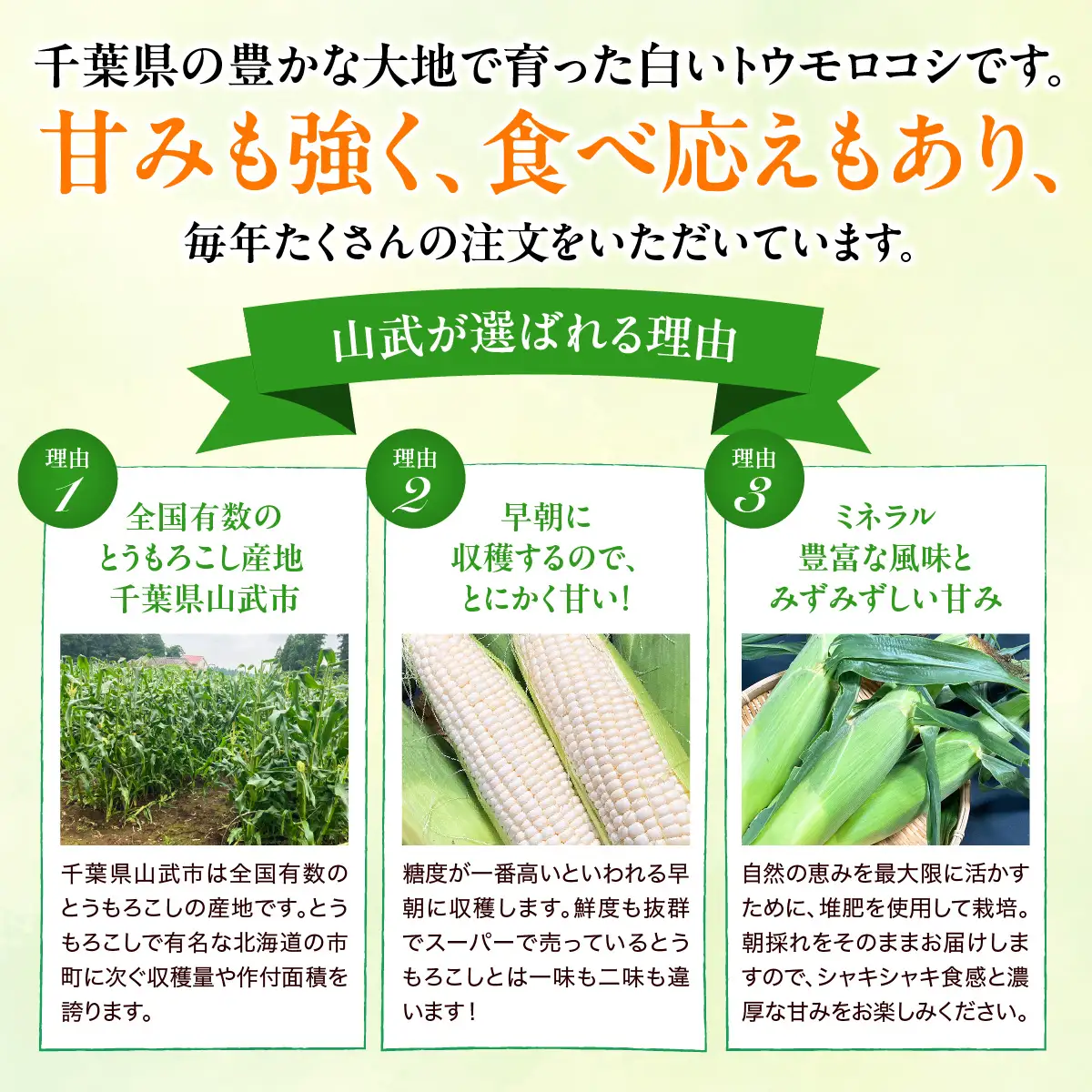 【先行予約・2027年６月下旬～発送】千葉県山武市産　ホワイトトウモロコシ　２Lサイズ12本入り 約５㎏   SMDB001