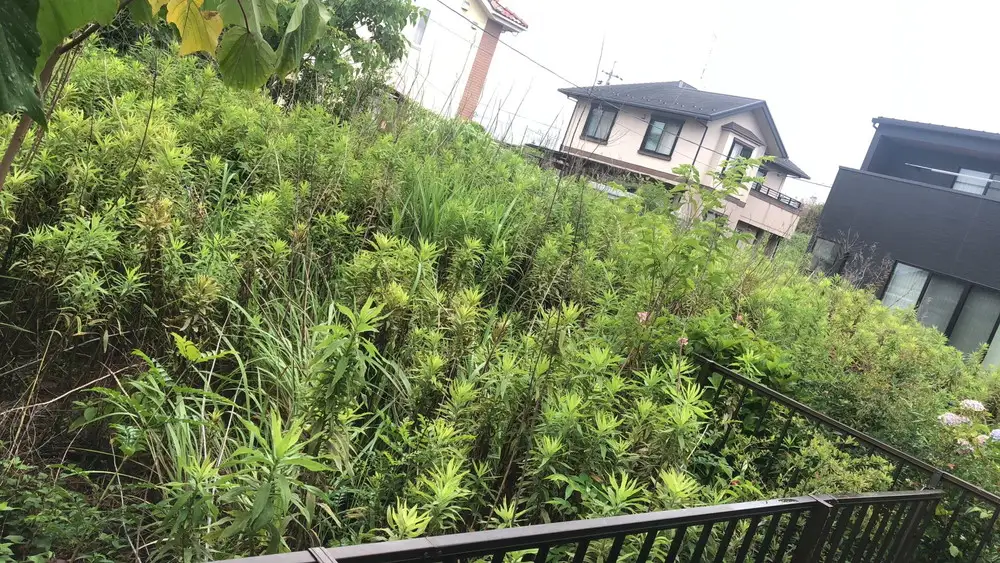 〈岐阜県瑞穂市内利用限定〉草刈り・庭管理サービス　100㎡