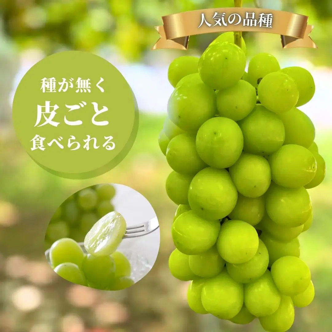【2026年 先行予約】 シャインマスカット 約1.5kg 石川県 小松市 多井ぶどう園