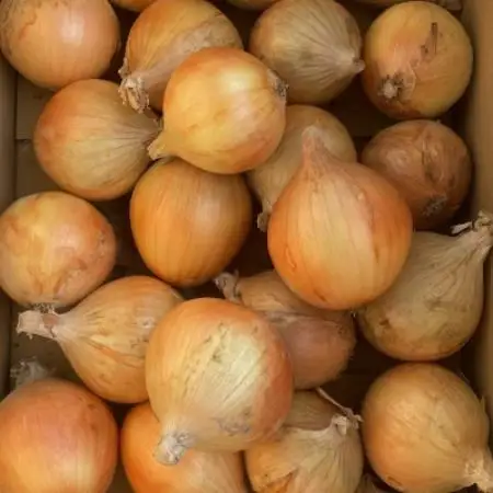 【期間限定】 玉ねぎ 約5kg　京都与謝野町のこだわり栽培たまねぎ　【AGRIST】【1754648】