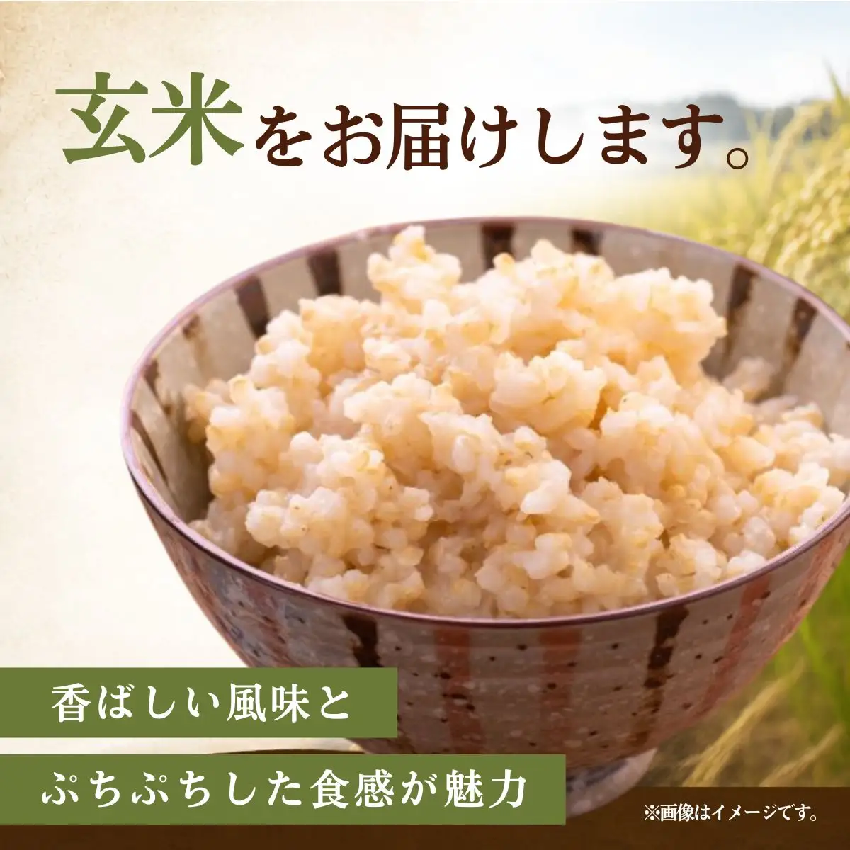 令和8年度米 コシヒカリ 玄米 20kg 農家直送 | 新米 令和8年 先行受付